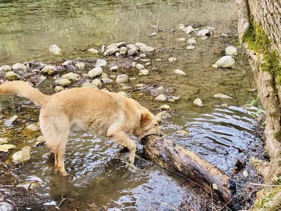 A yellow Labrador is playing in shallow water, focused on an enormous log partially submerged in the water and which is twice as thick as the dog’s head. Surrounding the dog are smooth stones and rippling water reflecting the landscape.
