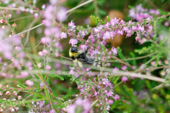Mannetje veenhommel