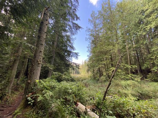A scenic forest path surrounded by tall trees and dense greenery, with sunlight filtering through the foliage and a glimpse of blue sky.