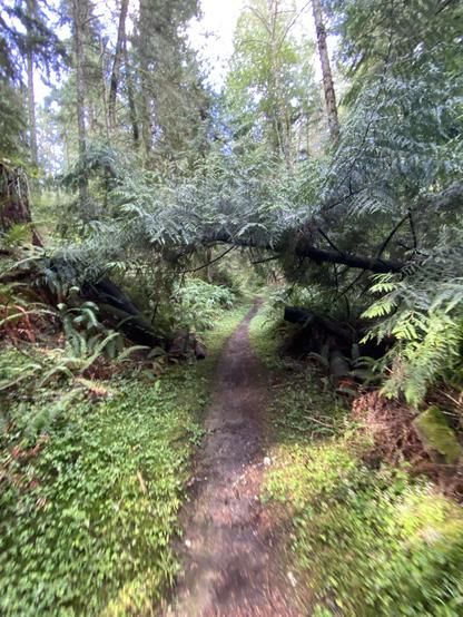 A winding dirt path surrounded by lush greenery and tall trees, with a low-hanging branch creating a natural archway over the trail.