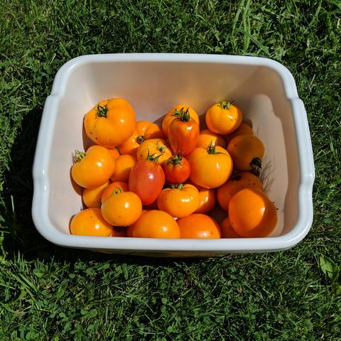 A white plastic dish pan with about 10 lbs of Tangerine tomatoes and a few Amish Paste. There are more than 2 dozen total.
