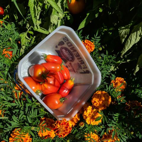 About 6 San Marzano paste tomatoes and 4 or so Amish Paste tomatoes, both of which are red, in a square plastic bucket sitting on a marigold plant.