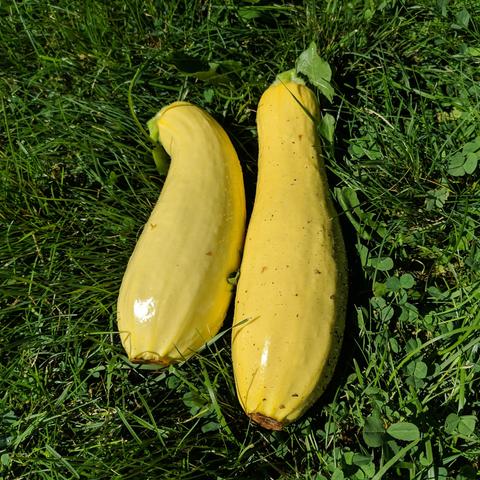 Two yellow straight-neck summer squash that have been harvested that are in the grass of the lawn that is wet still.