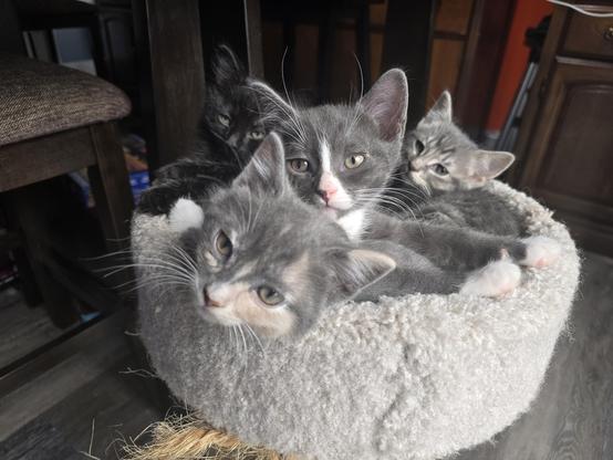 4 tiny kittens are snuggled in the top of a scruffy cat tree. In front is a dilute tortoiseshell (grey and peach markings), behind her is a grey kitten with a little white on his face, behind him is a tiny grey tabby and at the very back is a fluffy black kitten. They are all a little sleepy and squinty.
