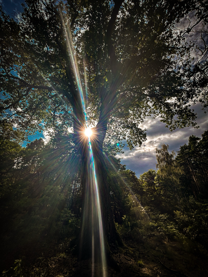 Rozłożyste drzewo sfotografowane pod słońce. 