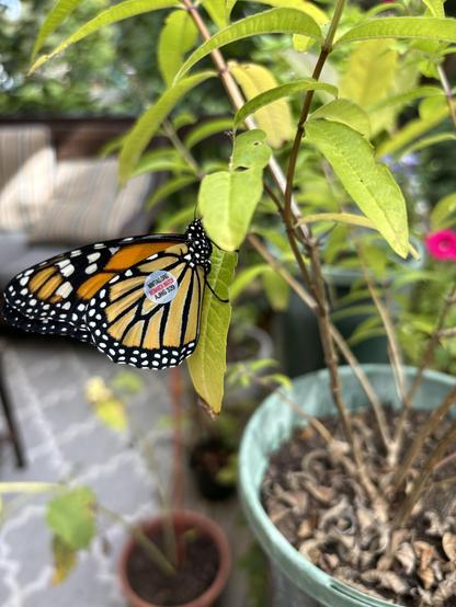 Female monarch butterfly placed onto a lemon verbena plant with a tracking sticker from Monarch Watch on its right rear wing. 