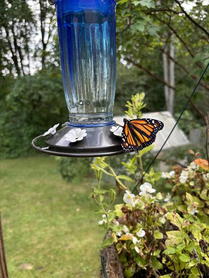 Female monarch butterfly hanging out on the blue glass hummingbird feeder, getting ready to fly off to Mexico. Hummingbird was less than pleased when it came along a few moments later.