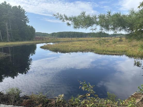 The East Branch of the Ware River in Hubbardston or Westminster Massachusetts. The landscape is heavily engineered by beavers with an impressive dam in the lower foreground and a dark tannin-colored river winding through a beaver meadow.