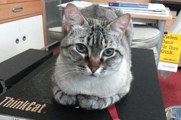 Eine cremeweißgraugetigerte Katze mit blauen Augen, rosa Ohren und Nase hockt auf einem schwarzen Karton in einem Büroraum, die Vorderpfoten sorgsam voreinander eingefaltet. Links im Bild ist eine Kartonaufschrift erkennbar "ThinkCat". Im Bildhintergrund rechts hängt eine Kotztüte, wie sie in Flugzeugen den Passagieren gereicht wird, in gelb mit schwarzem Text "Vielen Dank für Ihre Kritik"