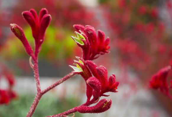 Crimson red Kangaroo paws bloomed very early this year. 
Photograph: Royal Botanic Gardens Victoria