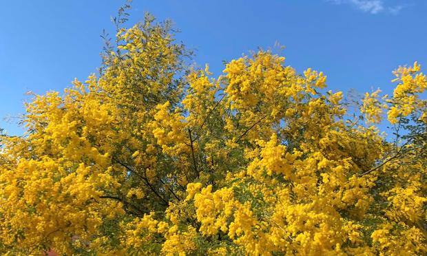 
YELLOW Wattles in bloom under a clear blue sky at Cranbourne’s Royal Botanic Gardens. Photograph: Royal Botanic Gardens Victoria