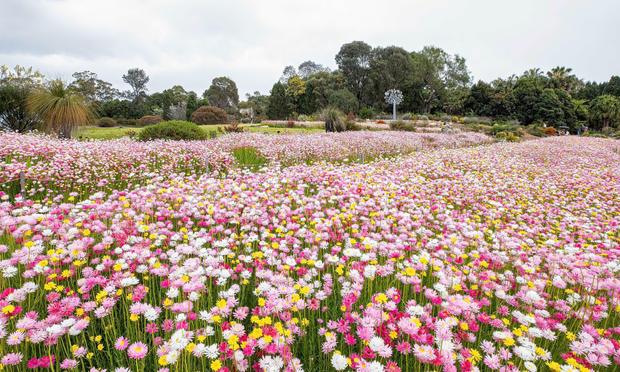 White pink red yellow Paper daises at the Australian Botanic Garden Mount Annan.

 Photograph: Glenn Smith/Botanic Gardens of Sydney