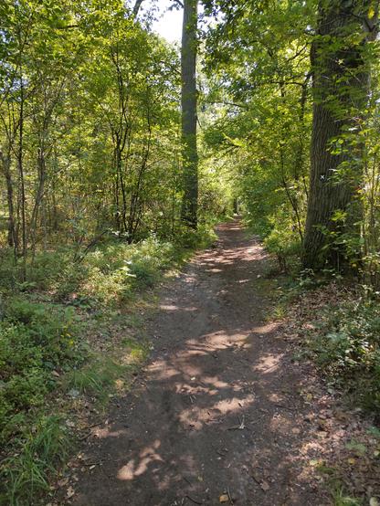 A small path in the forest