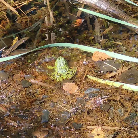 A bathing frog
