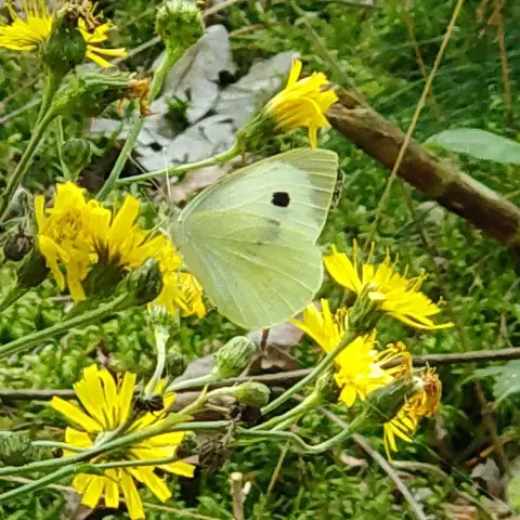 A white cabbage butterfly