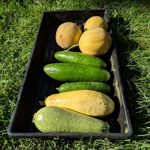 A black poly 1020 tray that has 3 small musk melons, 3 green smooth cucumbers, 1 yellow straight neck squash, and a 'grey' zucchini that is light green. It is illuminated by the late afternoon sun. One of the melons has a stem attached because that's where it came off.