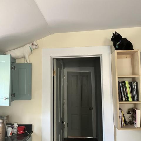 a white cat standing on the top of a high kitchen cabinet door looks  at a black cat resting atop a high kitchen shelf, the back cat returning the look and the two of them separated by an open door