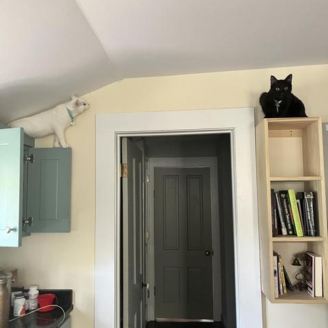 a white cat standing on the top of a high kitchen cabinet door looks  at a black cat resting atop a high kitchen shelf; the back cat is looking straight at us and the two of them separated by an open door