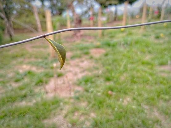 Tiger butterfly pupa.
#awesome_nature #awesome_naturepics #Blackside #butterfly #CloseUp #Fence #FocusOnForeground #Green #Nature #OneAnimal #pupa #Snap_allnature #Snap_butterflies #Snap_community #Snap_insects #Snap_macro #ThARTsday #tigerbutterfly