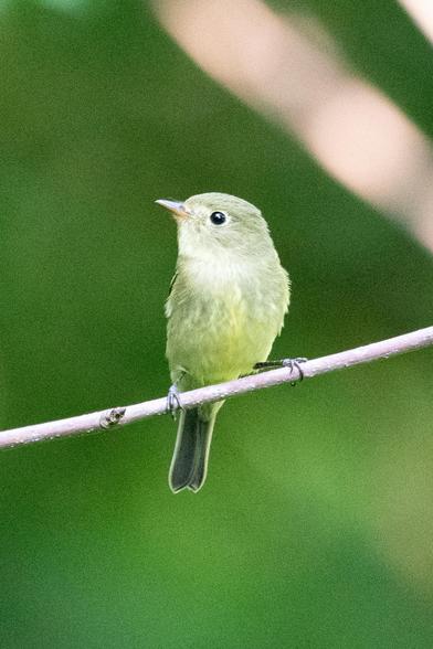 Yellow-bellied flycatcher: A tiny grayish-yellow bird with black eyes and a gray undertail is perched on a bare twig