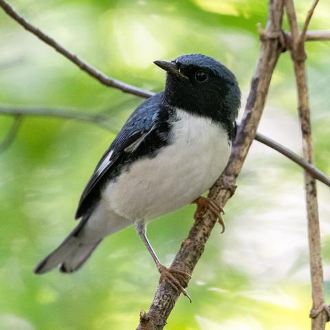 Black-throated blue warbler: A small bird with a blue cap, a black face mask, and a white breast stands diagonally on a twig, in a jaunty, somewhat Napoleonic pose