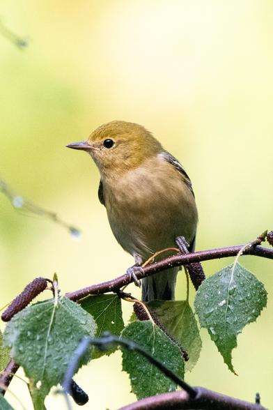 Bay-breasted warbler: A small yellow bird with a faint eyeline, faint streaking on its chest, and a delicate pinkish-orange undertint stands perched in profile