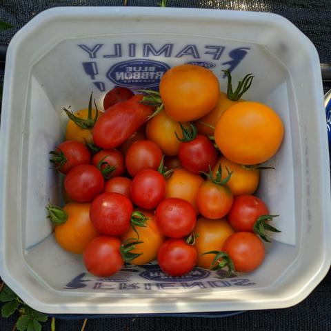 20 orange Flamme tomatoes, 15 red Chadwick cherry tomatoes, and 1 red San Marzano tomato in a square plastic pail.