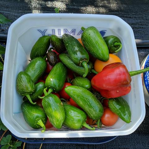 15 green Jalapeno peppers, 1 red Marconi pepper on top of the tomatoes in the square bucket.