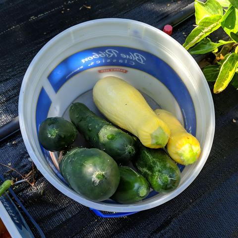 5 green cucumbers and 2 yellow summer squash in a round bucket.