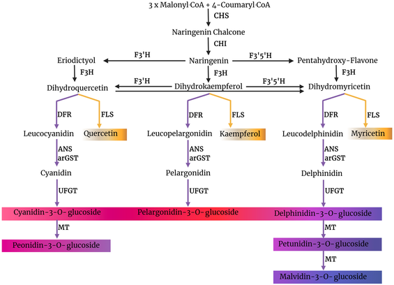 Competing branches of anthocyanin and flavonol biosynthesis. Figure source: https://doi.org/10.1371/journal.pone.0305837
