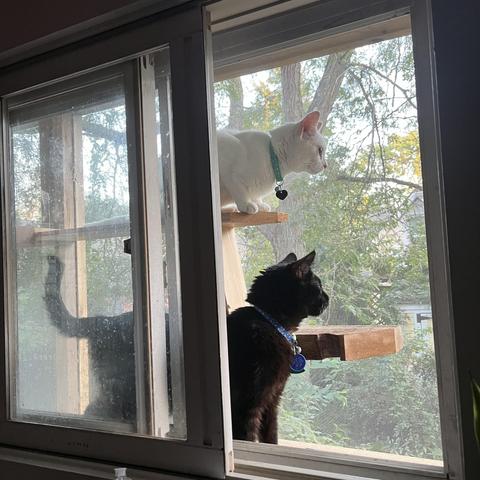 through a window, we see a black cat and a white  inside a screened-off enclosure looking out into the yard