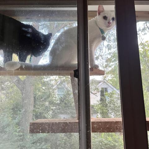 outside a window, a black cat and a white cat sit on a plank inside a screened-off enclosure; they are looking in at us