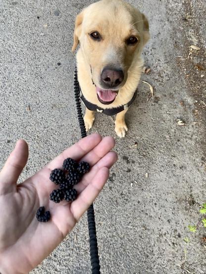 A hand holds several blackberries above a smiling yellow dog seated on a path. The dog is leashed, and the background features a concrete surface.