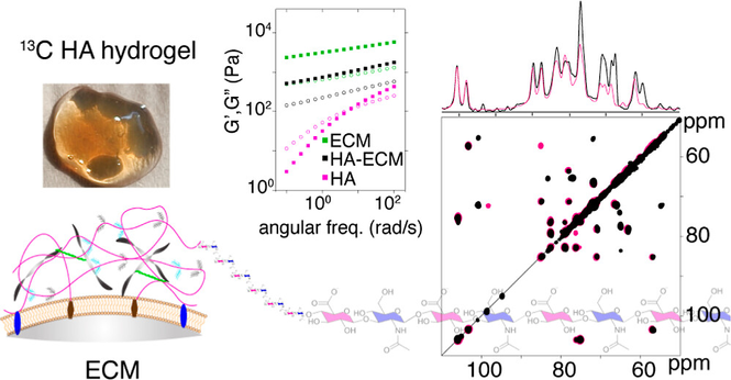 TOC graphic showing the HA hydrogel, along with data from NMR and rheology measurements.