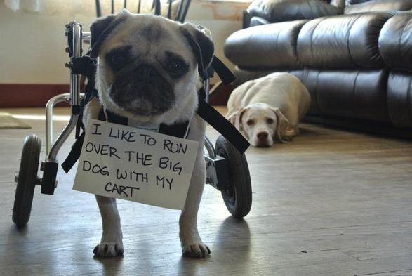 A pug dog stands in the foreground. Its back legs are in a little wheelchair and has a sign around its neck that says:

“I like to run over the big dog with my cart.”

The big dog is in the background looking at the pug with a sad face.