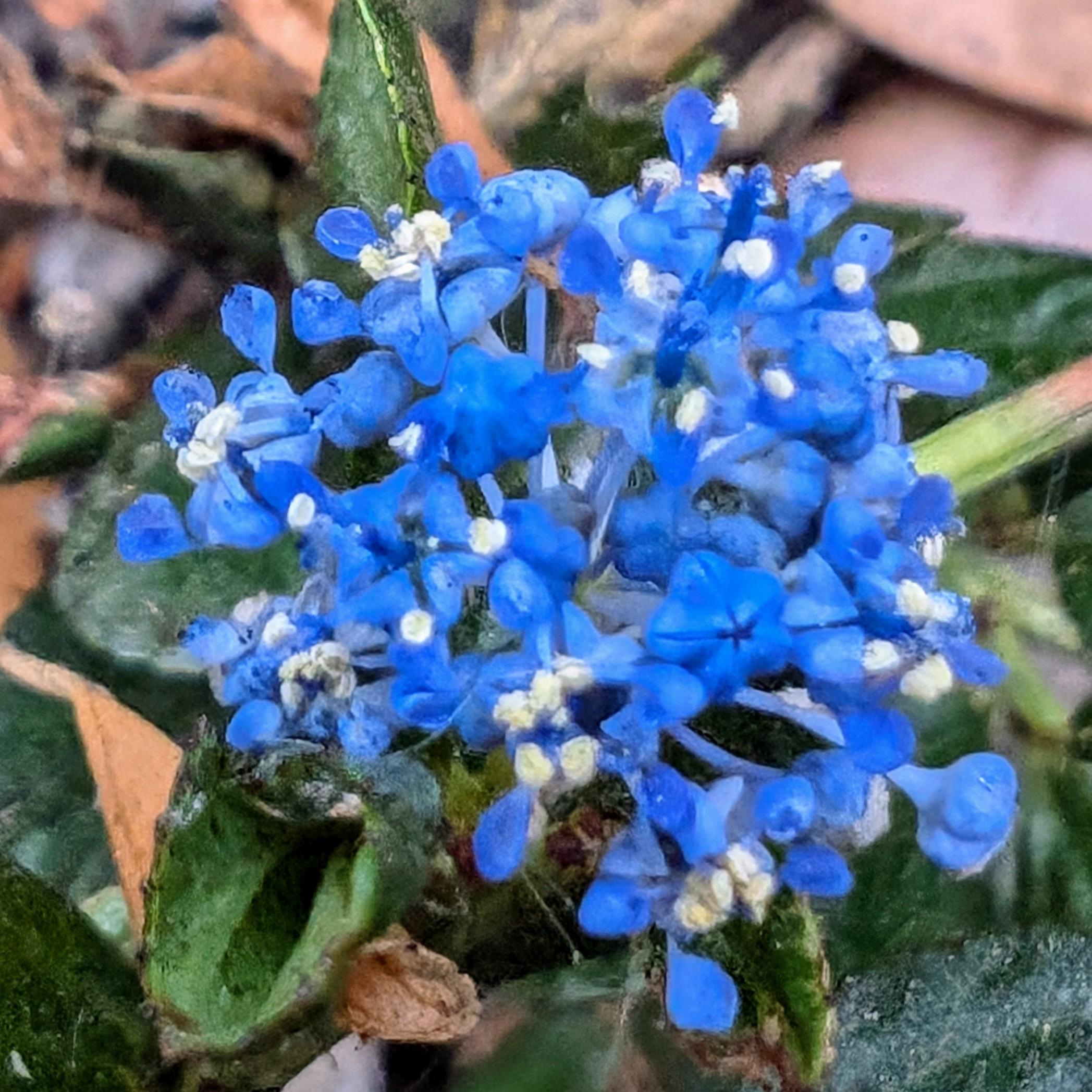 Macro photograph of the last bloom of the season on my bright blue Blueblossom Ceanothus. CC-BY-SA Kate Zimmerman.