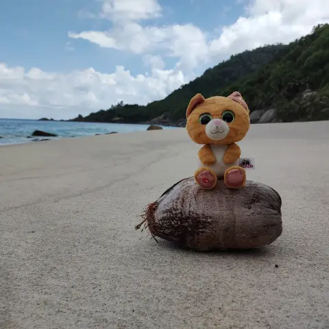 Simbalito sitting on a coconut on a beach in the Seychelles