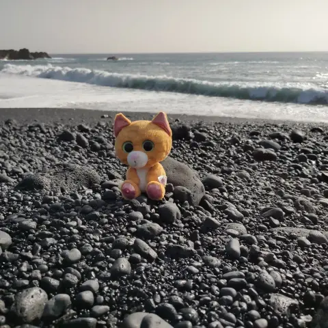 Simbalito sitting on a black beach on LaPalma