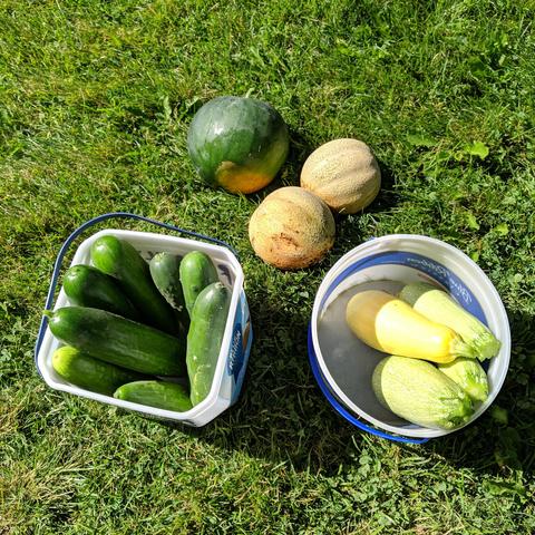 Harvested fruit and vegetables on the lawn. There is a small round watermelon, 2 small musk melons, 3 Marketer cucumbers, 5 Muncher cucumbers, 1 yellow straight neck squash, and 3 grey zucchini squash.