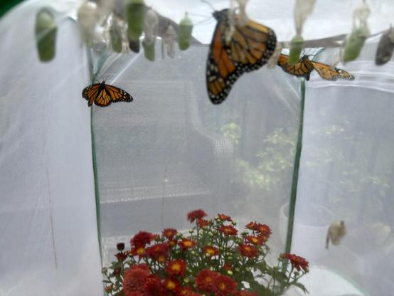Three monarch butterflies hanging from the ceiling of a mesh cage with a red mom at the bottom, several green chrysalises are hanging from the roof of the mesh along with the clear and tattered remains of old chrysalises. 