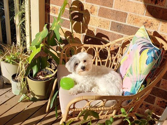 A small white dog sits with his favourite spiky green ball on a rattan chair. It is sunny, and there are plants in the foreground and background. 