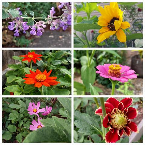 Still going strong - collage of six blooms up close 
Clockwise from top left - catmint small purple blossoms, single bright yellow sunflower, hot pink zinnia, red dahlia just opening, 3 pink cosmos, 2 bright orange tithonia