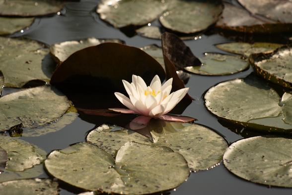 Seerose