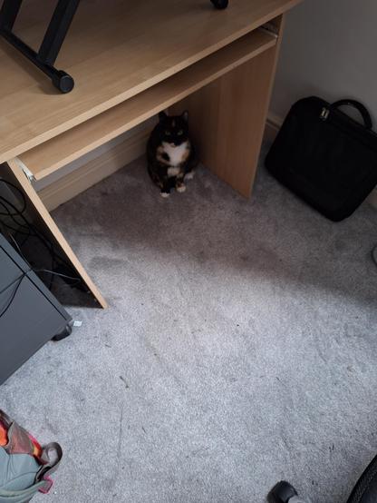 Calico cat under a desk