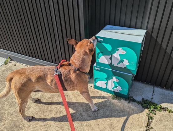 Photo of a red/brown dog on a red leash outside a black residential fence. The dog is excitedly sniffing two Lyka brand dog food cartons that a deliver driver has left outside the fence.