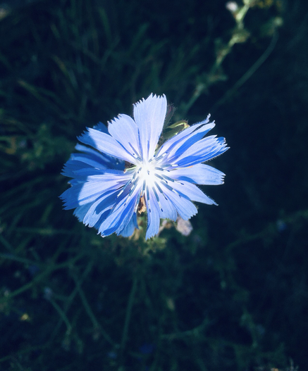 Die blauen Blütenblätter einer Wegwarte umschließen ein weißes Herz der Blüte. Dunkler Hintergrund.