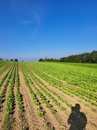 A field with young, green salad under the blue morning sky.
Ein Salatfeld unter dem blauen Morgenhimmel