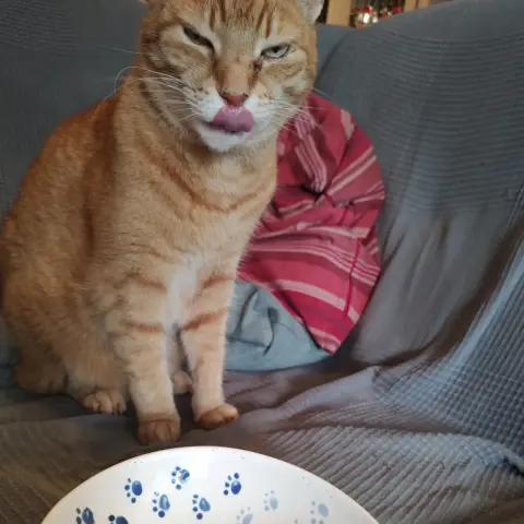 Ginger tomcat Simba presents his pawsome foodbowl