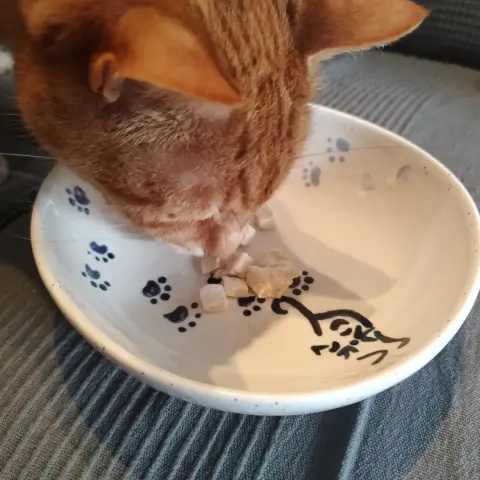 Ginger tomcat Simba is presenting his foodbowl