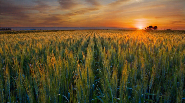 Harvest - Field
